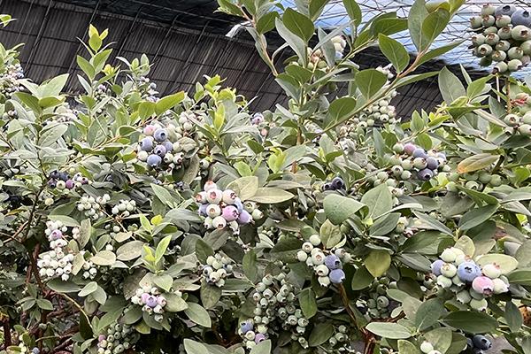 j9数字站(中国集团)公司官网